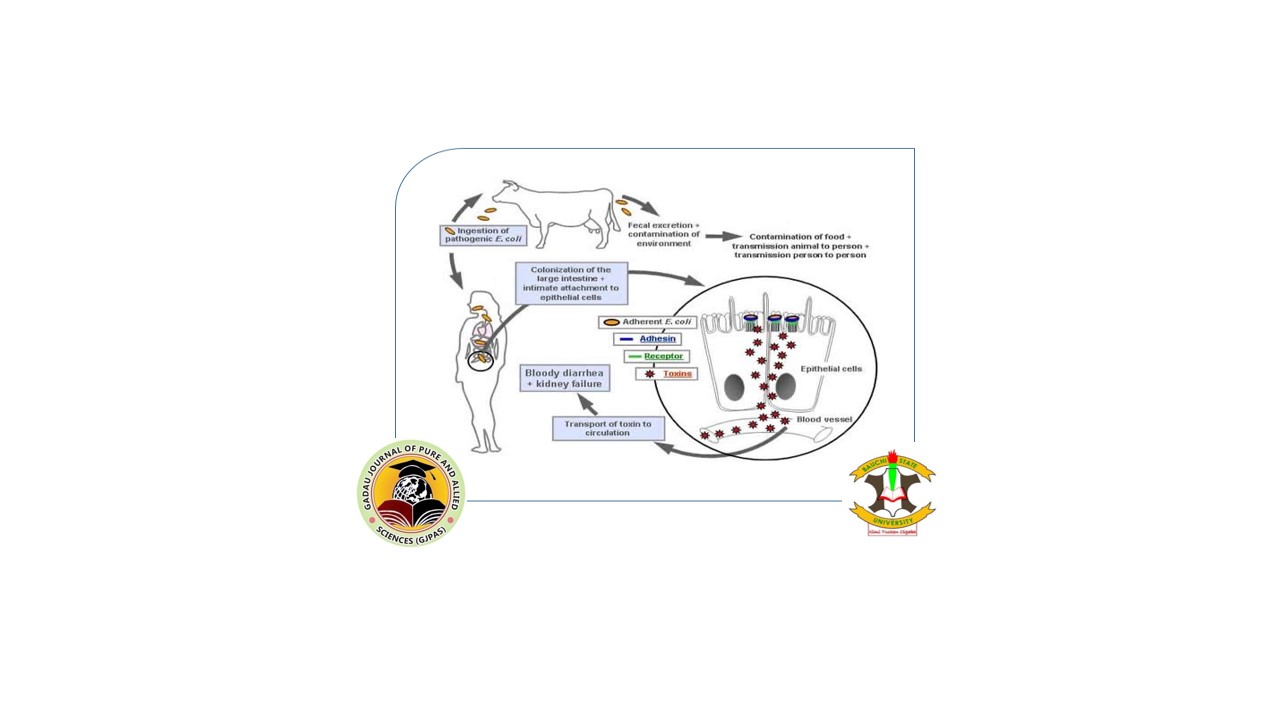 Mechanism of Invasion of diarrheagenic E. coli in Host 