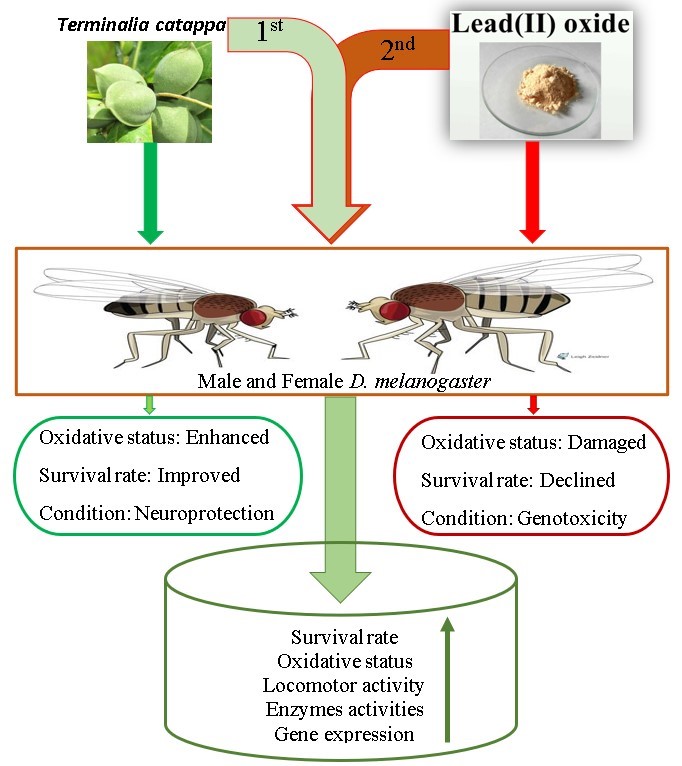 The neuroprotective and longevity effects of a flavonoid-rich extract from T. catappa in D. Melanogaster